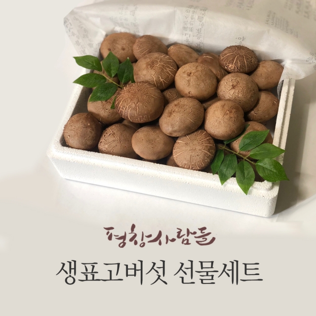 강원더몰,송향고버섯 선물세트-특품