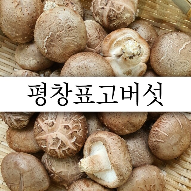강원더몰,생표고버섯 : 1Kg